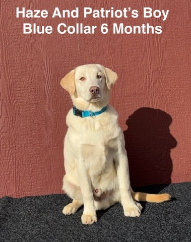 Labrador Retriever puppy for sale + 66610