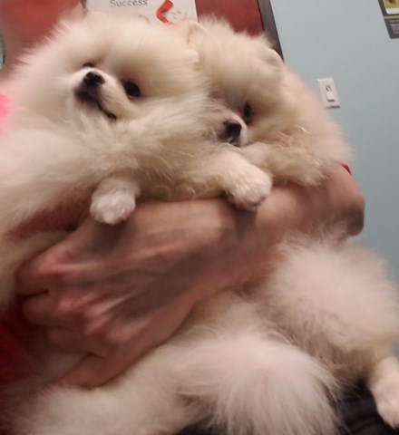 Adorable Tiny Pomeranian Puppies for sale