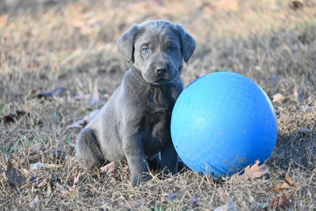 AKC Blocky/Stocky Charcoal & Silver American Labrador Retriever puppies for Sale!