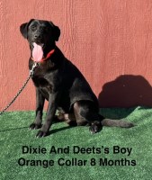 AKC Labrador Puppies Labrador Retriever for sale/adoption