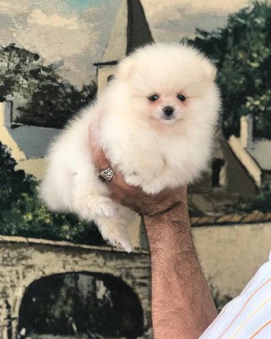 well trained Pomeranian puppies