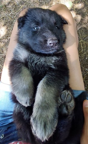 King/German Shepherd puppies