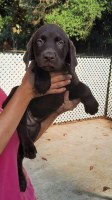 AKC Lab Puppies Labrador Retriever for sale/adoption