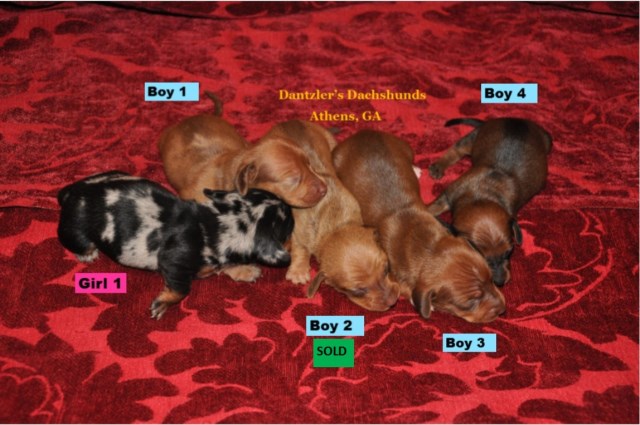 Smooth Coat Miniature Dachshunds Available