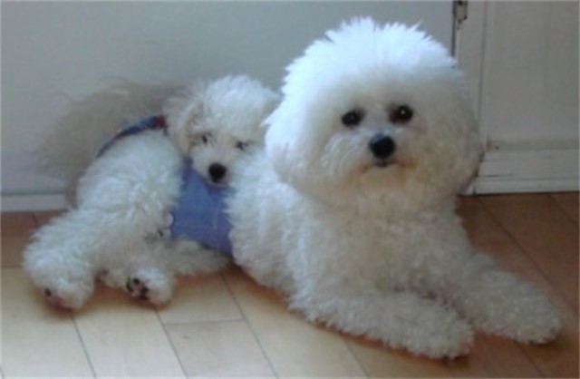 Litter Trained Bichon Frise Pups for  sale