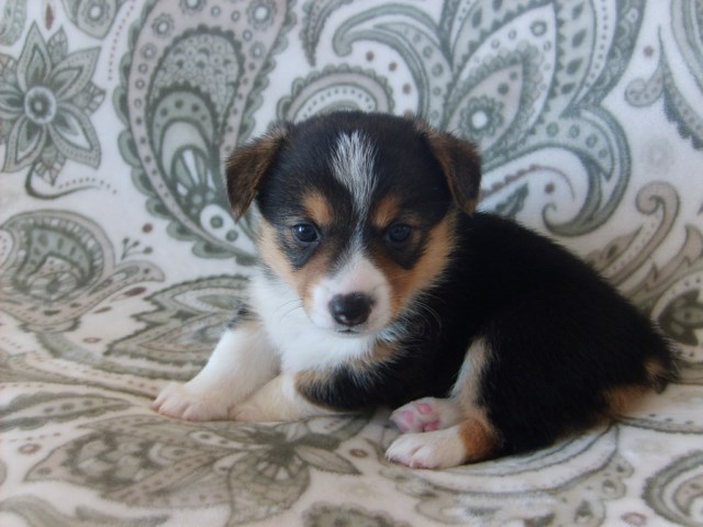 Pembroke Welsh Corgis