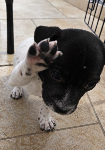Tiny Paws, Big Hearts
