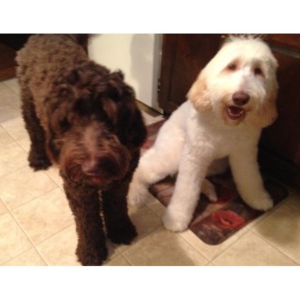 Goldendoodle puppy for sale + 46172