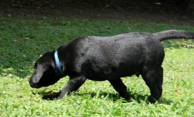 Labrador Retriever puppy for sale + 53522