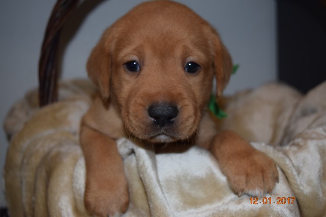 Labrador Retriever puppy for sale + 48035