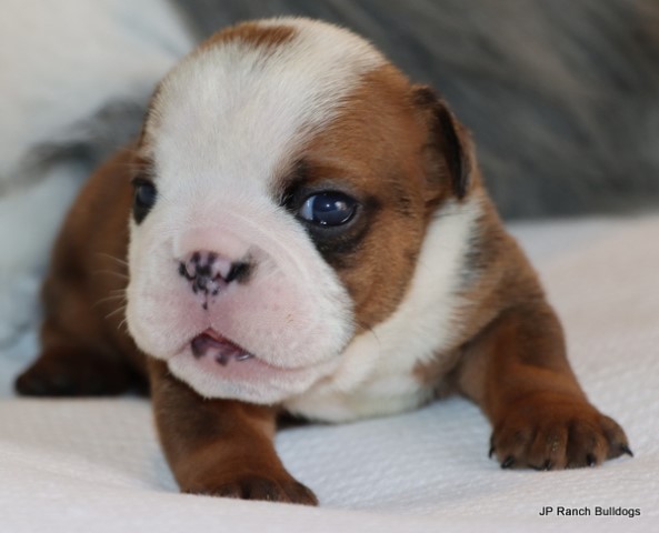 AKC English Bulldog puppies in Texas
