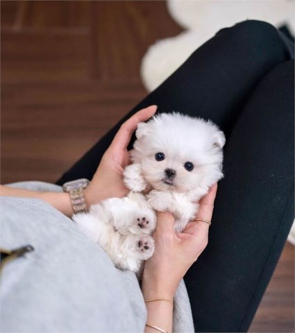 Cutest Adorable Teacup Maltese Puppies