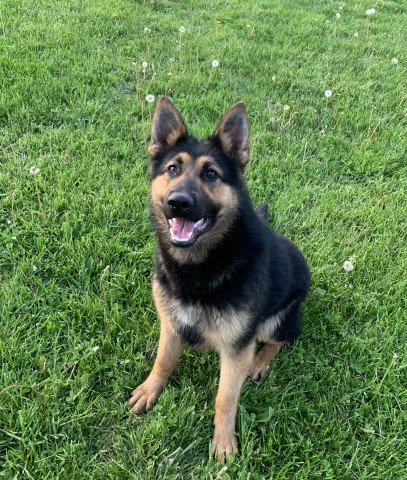 German shepherd female