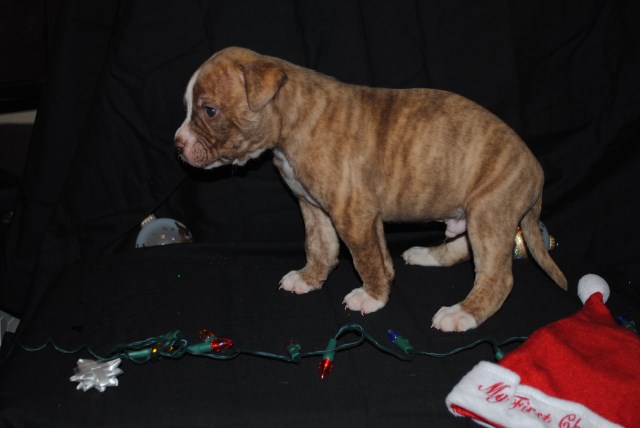 American Bulldog puppy for sale + 50907