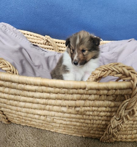Beautiful Sheltie puppies