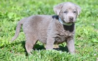 AKC Silver Labrador Retriever Puppies for Sale Labrador Retriever for sale/adoption