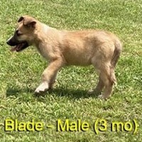 3-month-old (Blade) For Sale (No Papers) Malinois for sale/adoption
