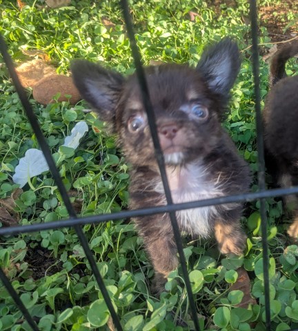 Chihuahua puppy for sale + 67248