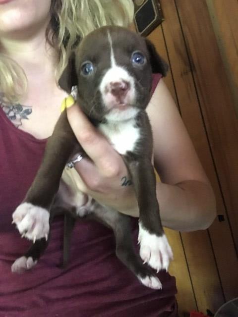 American Pit Bull Terrier puppy for sale + 56304