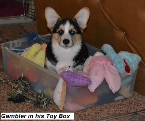 Flying P Pembroke Welsh Corgis