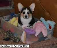 Pembroke Welsh Corgi thumbnail