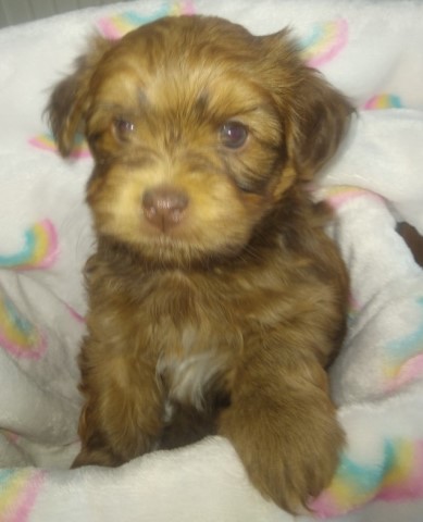Havanese puppy for sale + 64289