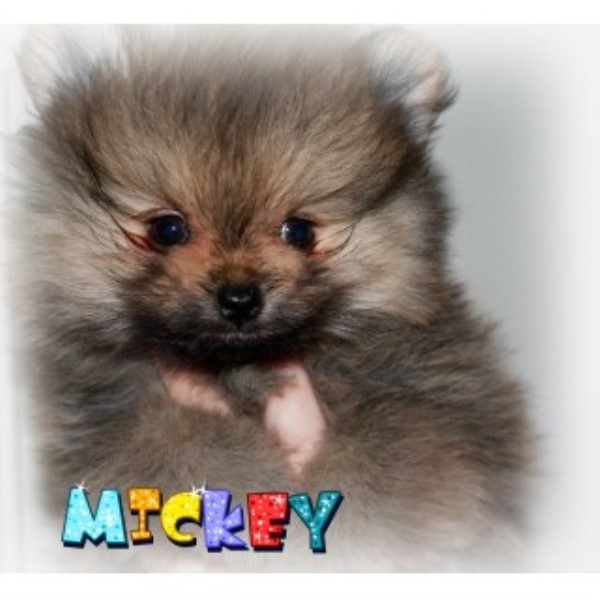 AKC Pomeranians Ready Now!