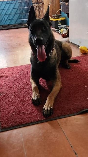 Malinois puppy for sale + 64198