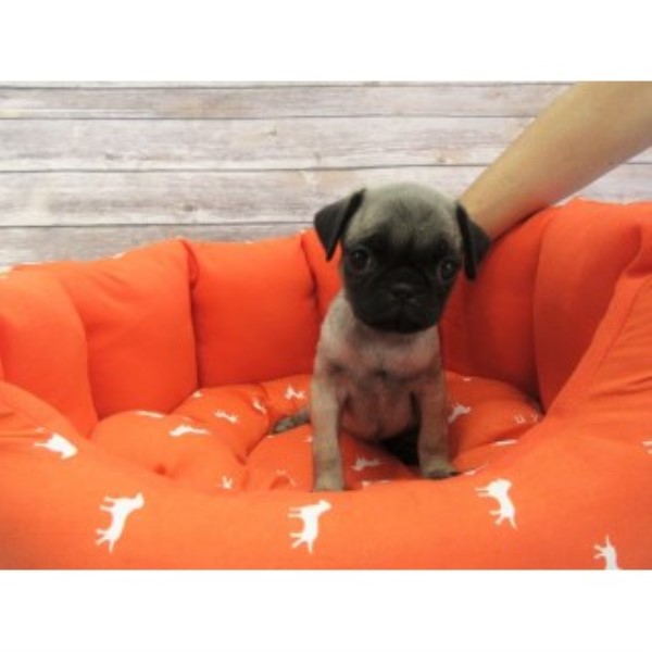 Small Pug-female-lady