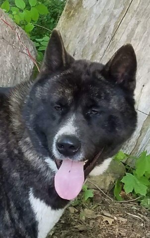 Akita puppy for sale + 49857