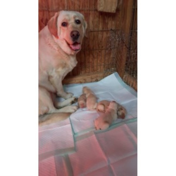 AKC Yellow Labs Puppies