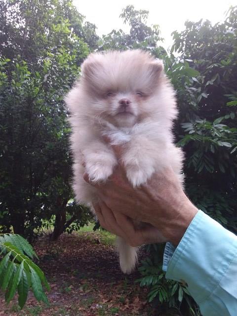 Pomeranian puppy for sale + 67141