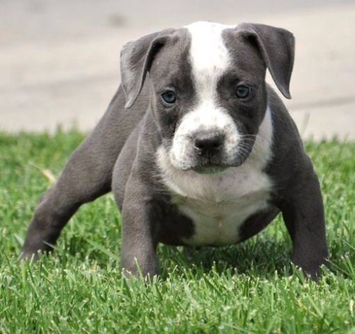 American Pit Bull Terrier puppy dog for sale in Grove City, Ohio