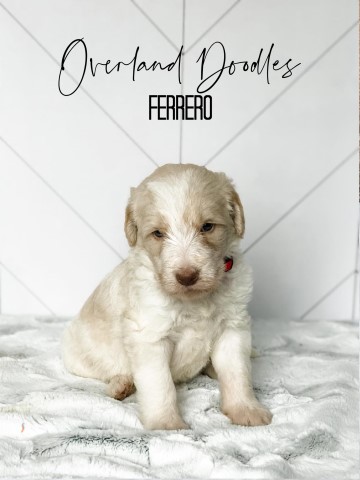 Labradoodle puppy for sale + 62721