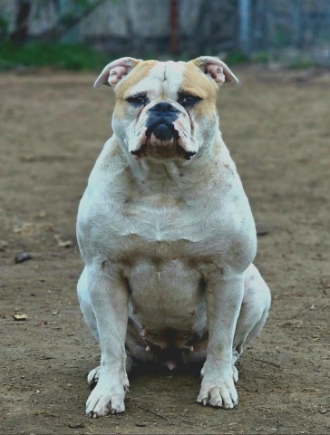 Female American Bulldog Available