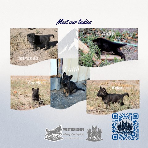 German Shepherd Dog puppy for sale + 66853