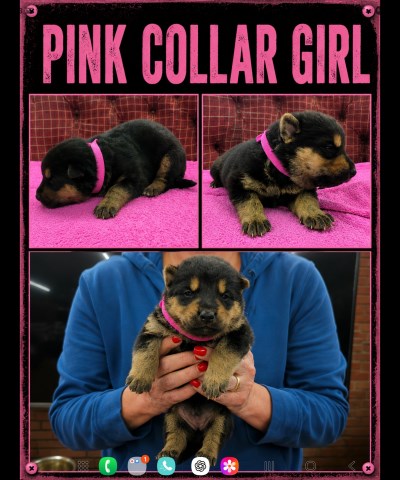 German Shepherd AKC puppies