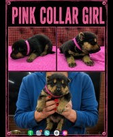 German Shepherd AKC puppies German Shepherd Dog for sale/adoption