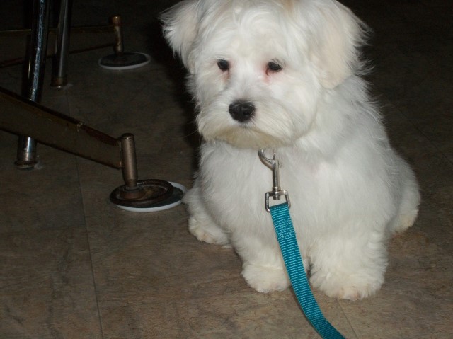 Maltese puppy for sale + 61717