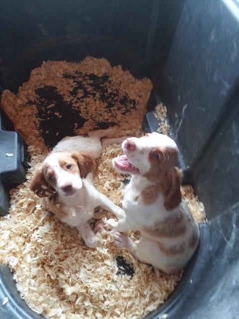 American Brittany Puppies for Sale