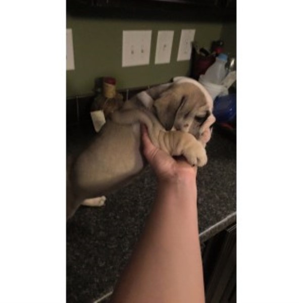 AKC Female English Bulldog