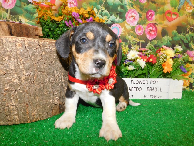Dachshund puppy for sale + 66548