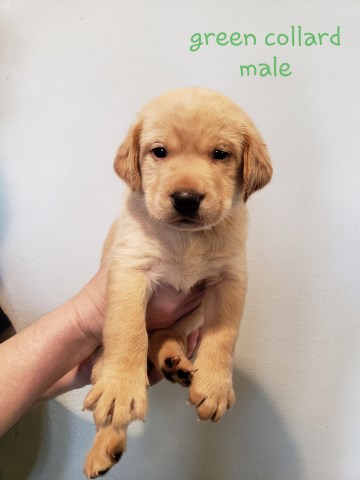 Labrador Retriever puppy for sale + 58177