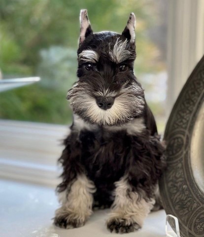 Miniature Schnauzer puppy for sale + 63169