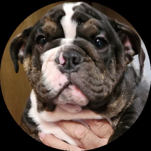 English Bulldog puppy for sale + 66428