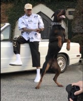 Doberman Pinschers Doberman Pinscher for sale/adoption