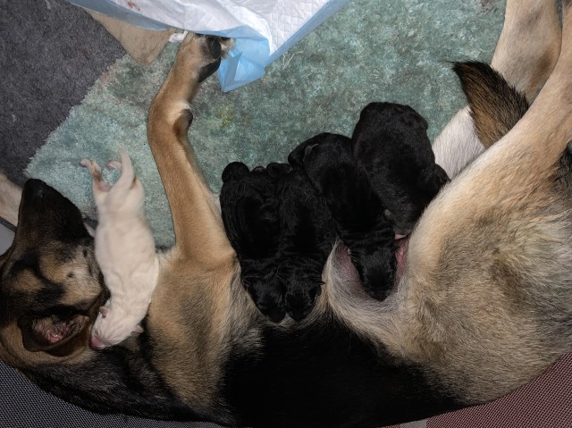 German Shepherd Dog puppy for sale + 61666