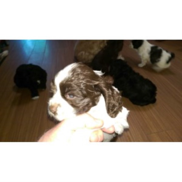 American Cocker Spaniel puppy for sale + 46520