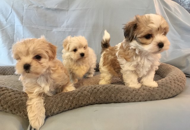 Morkie puppies: two girls and boy