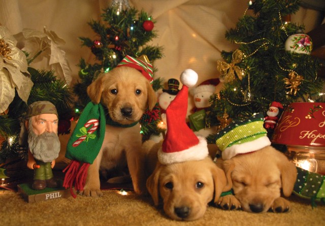 Champion Labrador Retriever Puppies - Head Start Training - Competition, Companion, Service Dogs